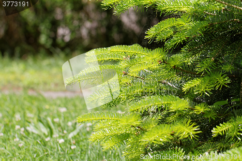 Image of Fir tree
