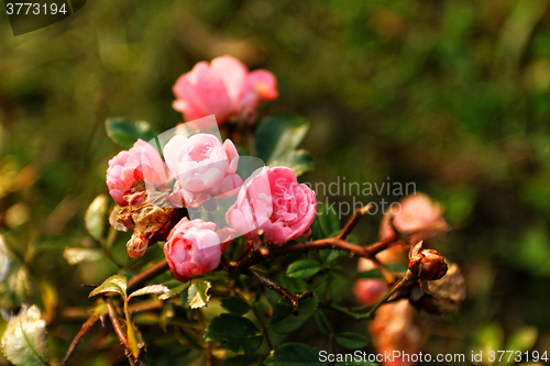 Image of Pink roses