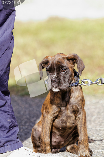 Image of Boxer dog