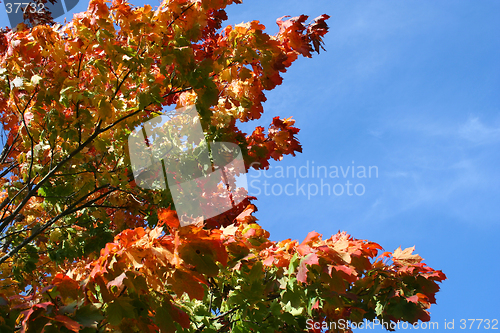 Image of Maple tree in autumn