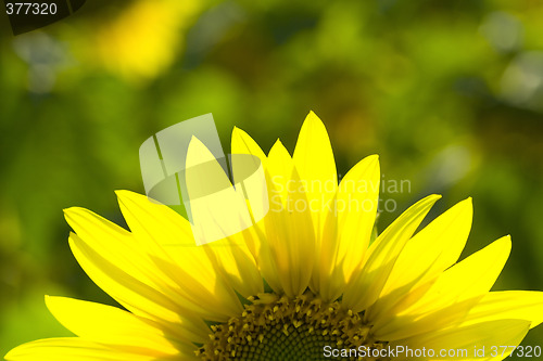 Image of sunflower 7
