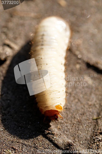 Image of Chafer grubs