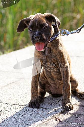 Image of Boxer dog