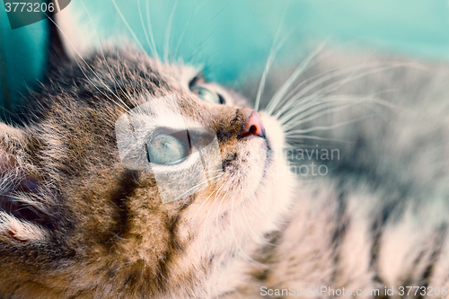 Image of Cute small cat