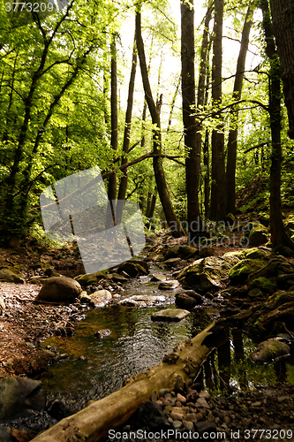 Image of Brooks in the forest