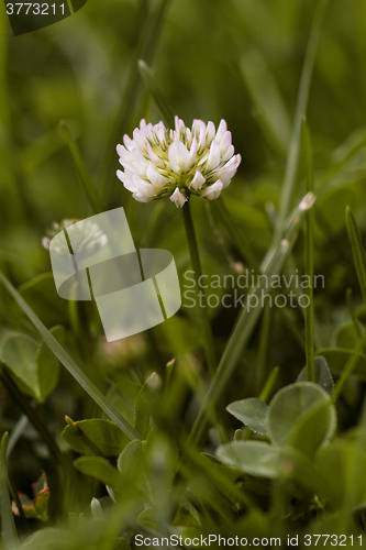 Image of Alfalfa