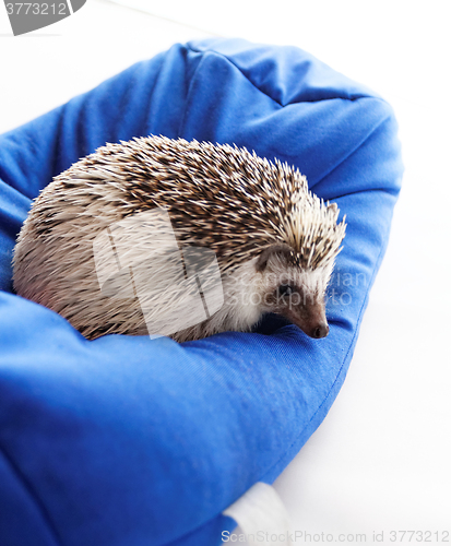 Image of Cute hedgehog