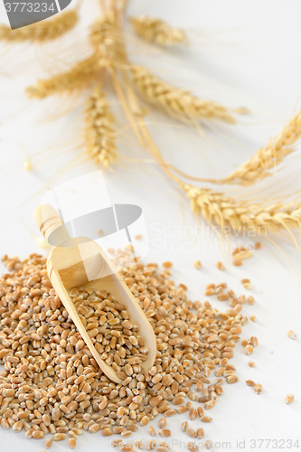 Image of close up of pearl barley