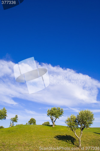 Image of lonely tree 8