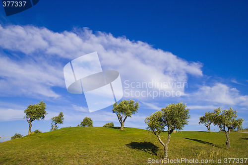 Image of lonely tree 11