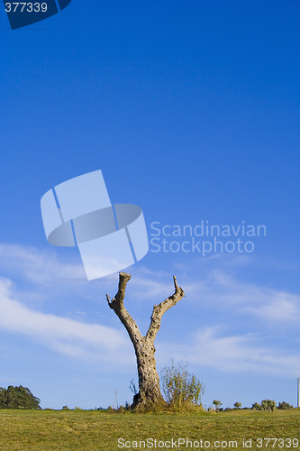 Image of lonely tree 9