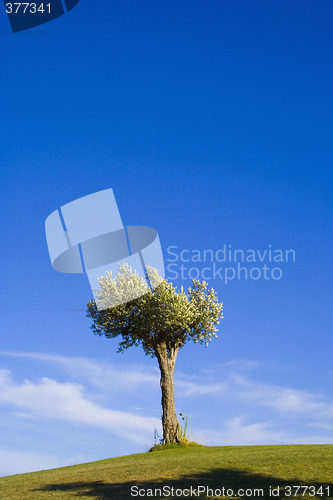 Image of lonely tree 12