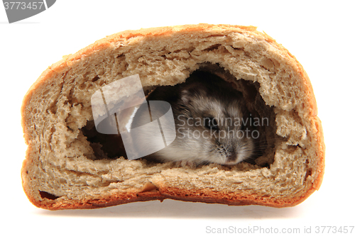 Image of dzungarian hamster in the bread