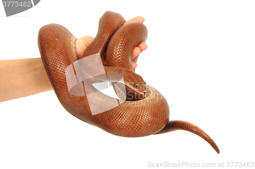 Image of rainbow boa snake