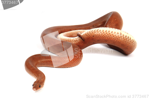 Image of rainbow boa snake