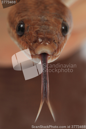 Image of rainbow boa snake