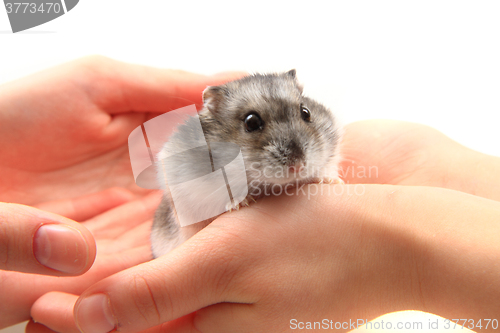 Image of dzungarian hamster in human hands