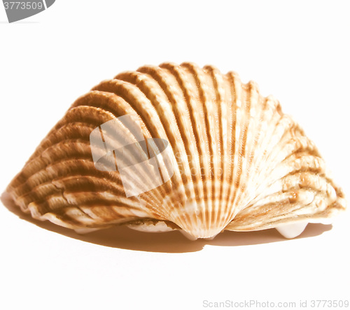 Image of  Shell picture vintage