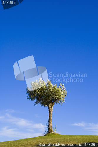Image of Lonely trees 15