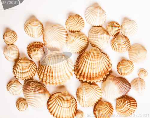 Image of  Shells vintage