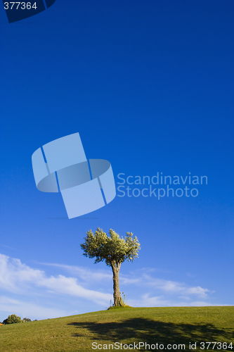 Image of Lonely trees 16