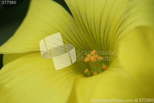 Image of Yellow flower