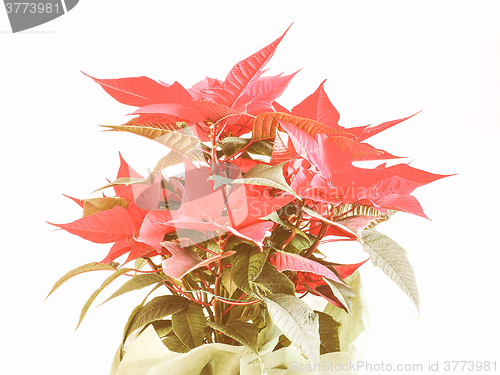 Image of Retro looking Poinsettia Christmas star