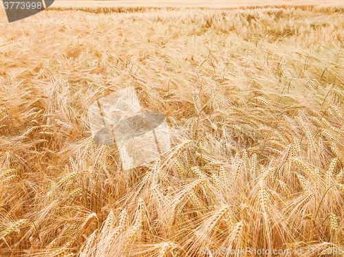 Image of Retro looking Barleycorn field