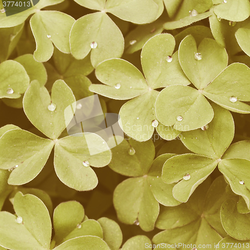 Image of Retro looking Shamrock