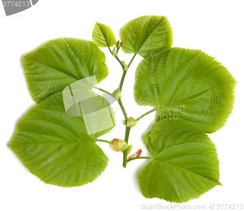 Image of Spring tilia leafs