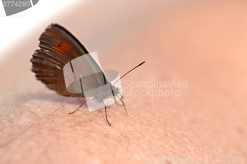 Image of Butterfly on skin