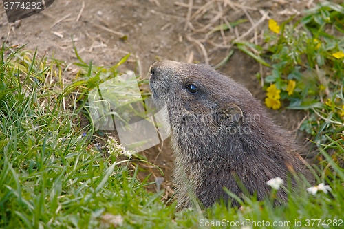 Image of Marmot in it\'s hole