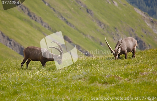 Image of Alpine Ibex