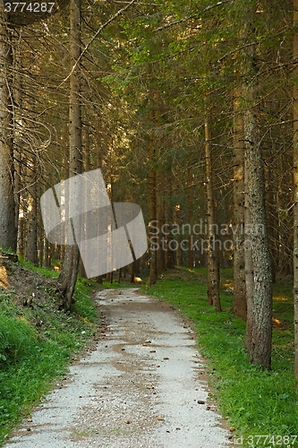 Image of Forest walking route