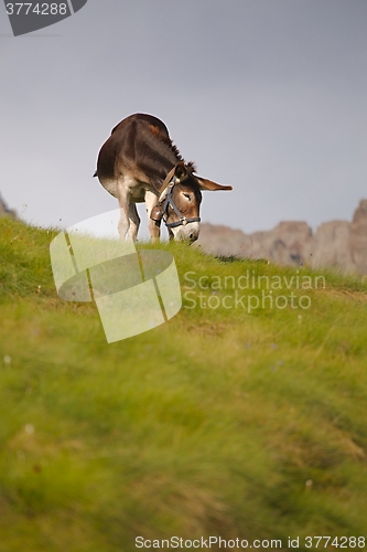 Image of Grazing Donkey