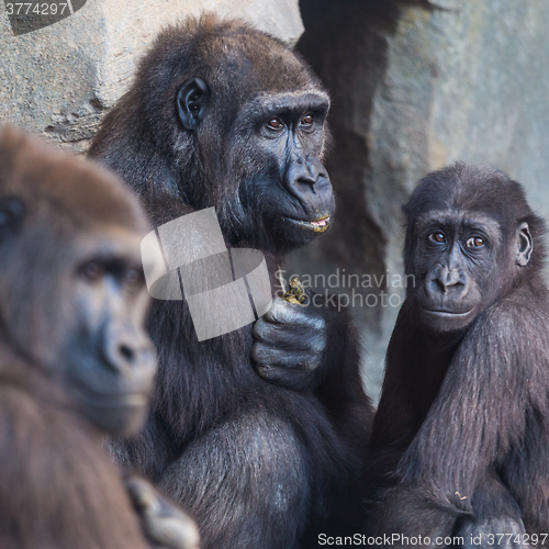 Image of Gorilla apes family.