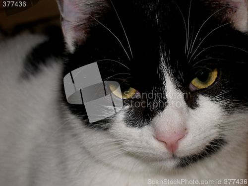 Image of cat
