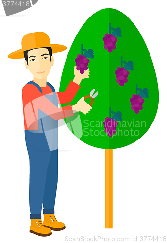 Image of Farmer collecting grapes.