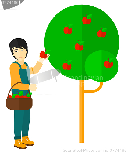 Image of Farmer collecting apples.