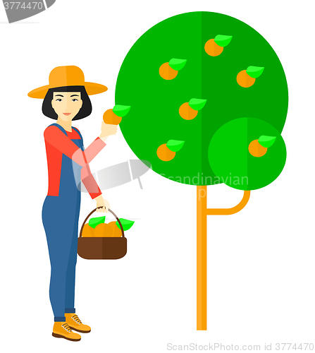 Image of Farmer collecting oranges.