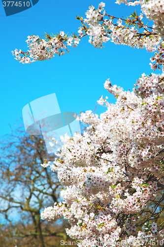 Image of in london   park the white tree  
