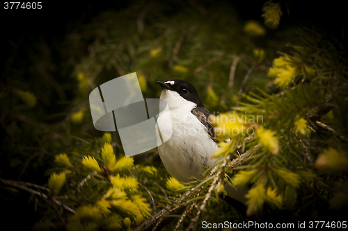 Image of flycatcher