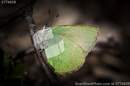 Image of Green hairstreak