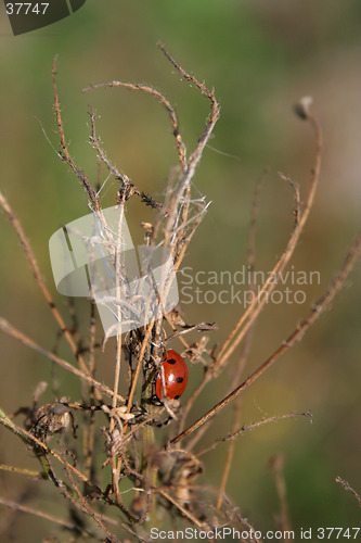 Image of Ladybug