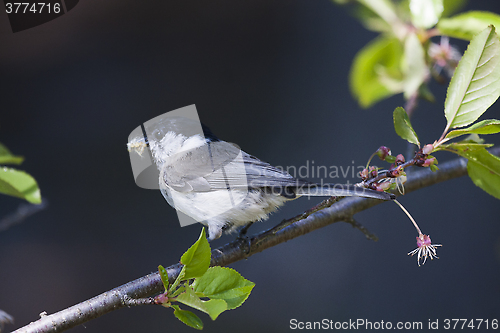 Image of marsh tit