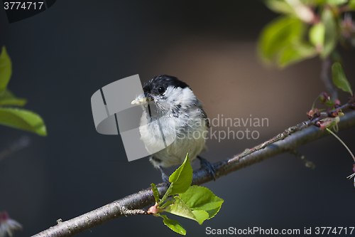 Image of marsh tit