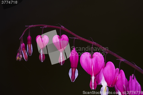 Image of bleeding hearts