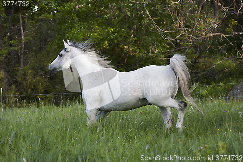 Image of grey