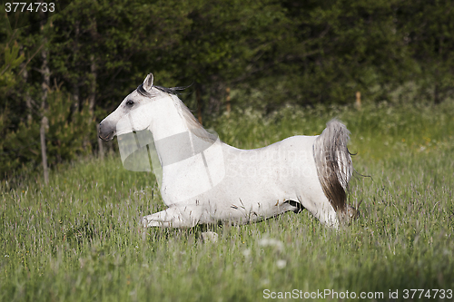 Image of grey horse