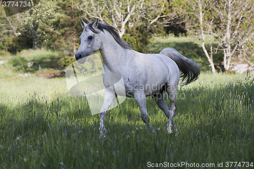 Image of grey horse